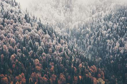 Foggy coniferous forest and lake stock photo containing outdoor and hiking, a Nature Photo by e v e r s t
