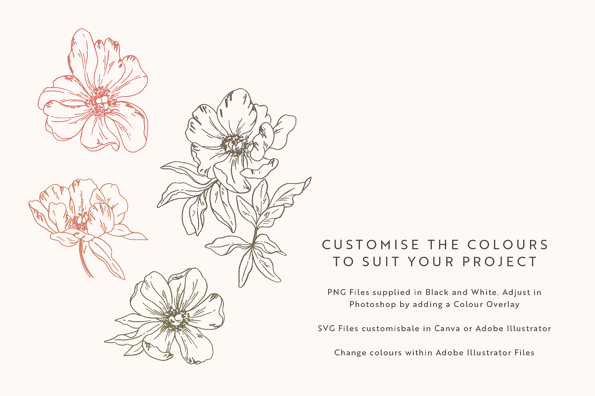 Peonies Vector Illustrations, a Decorative Illustration by Emma Webb Studio (Photo 4 of 9)