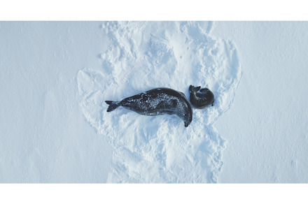 Weddell seal family resting on snow, an Animal Photo by Mozgova