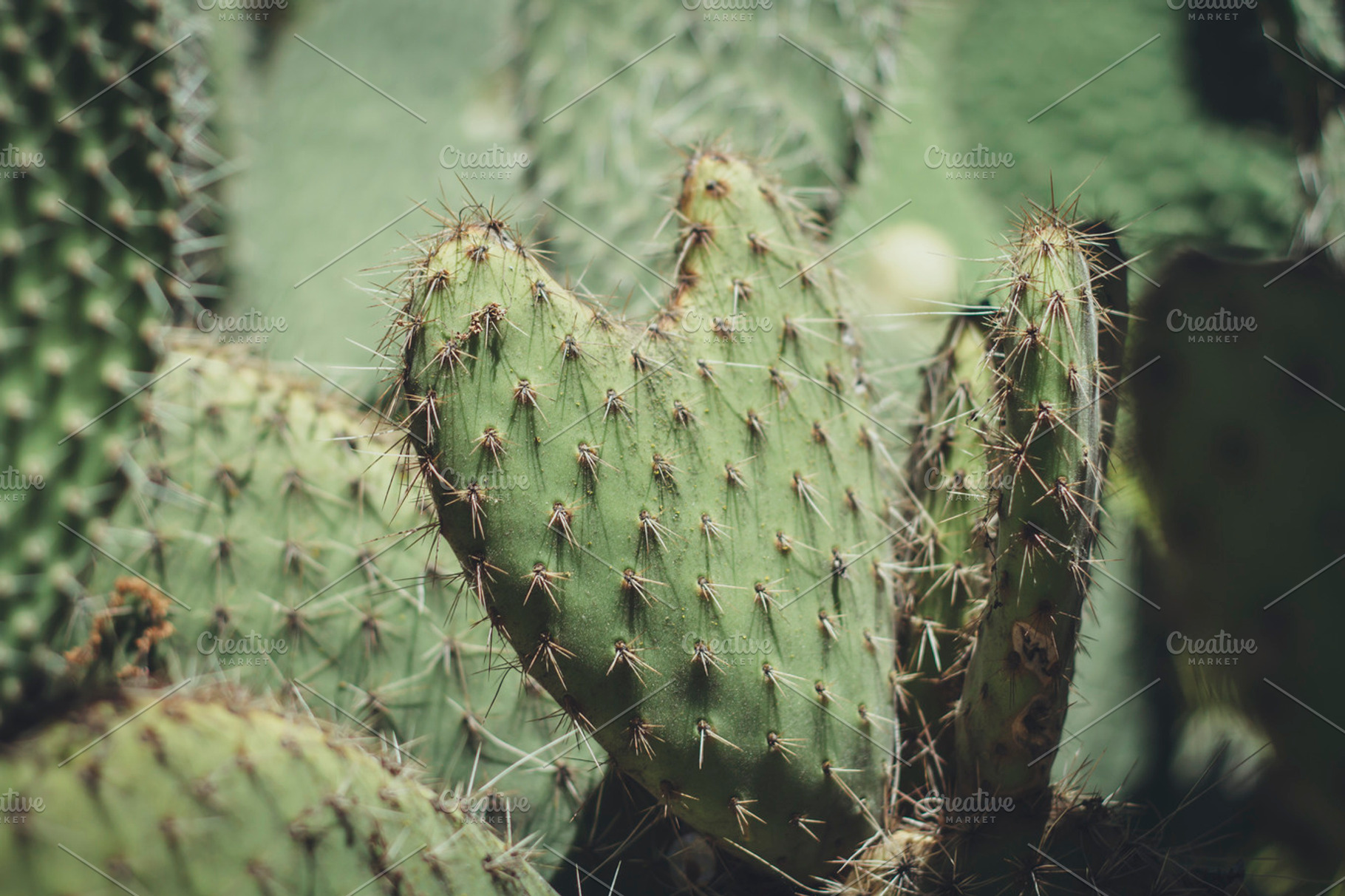 Cactus Heart Shaped