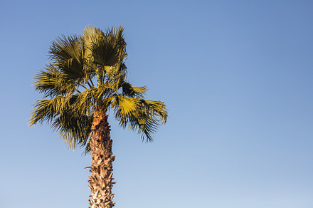 Palm, a Background Photo by Sova