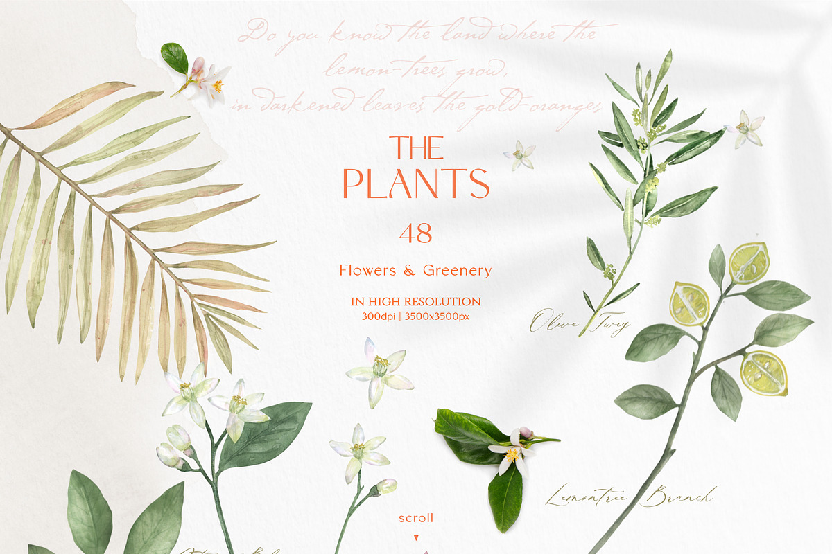 pressed-delicate-wild-meadow, a Decorative Illustration by beehouse studio (Photo 2 of 12)