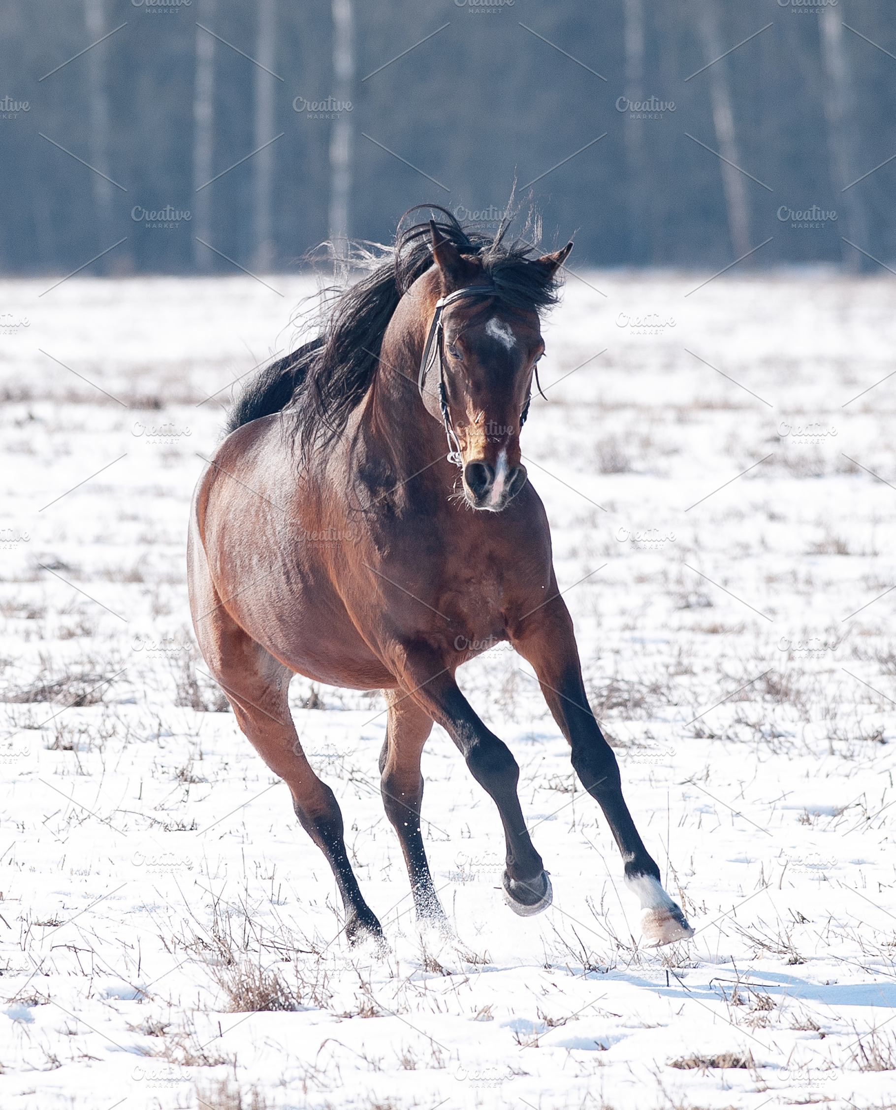Bay horse runs free in winter, a Photo by Olgait
