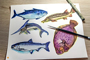 Watercolor Fish Clipart (big set), a Decorative Illustration by Sunshine Art Shop (Thumbnail 11 of 13)
