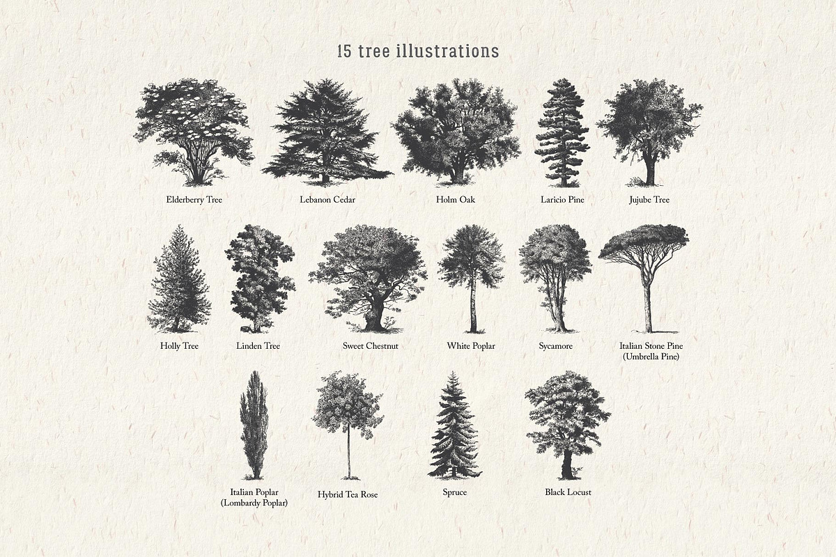 Vintage Tree Vector Bundle Vol. 2, an Object Illustration by Seaquint (Photo 2 of 5)