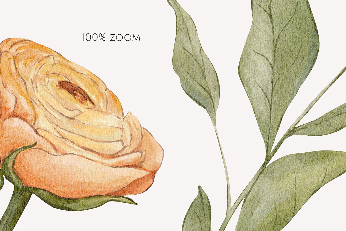 Peach BLOOM watercolor florals, a Decorative Illustration by Yuliia Lashevska (Photo 7 of 14)