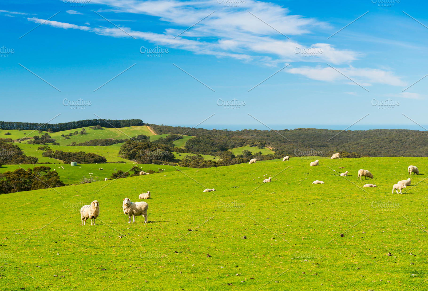 Sheep Grazing Farm Landscape, a Photo by THP Creative