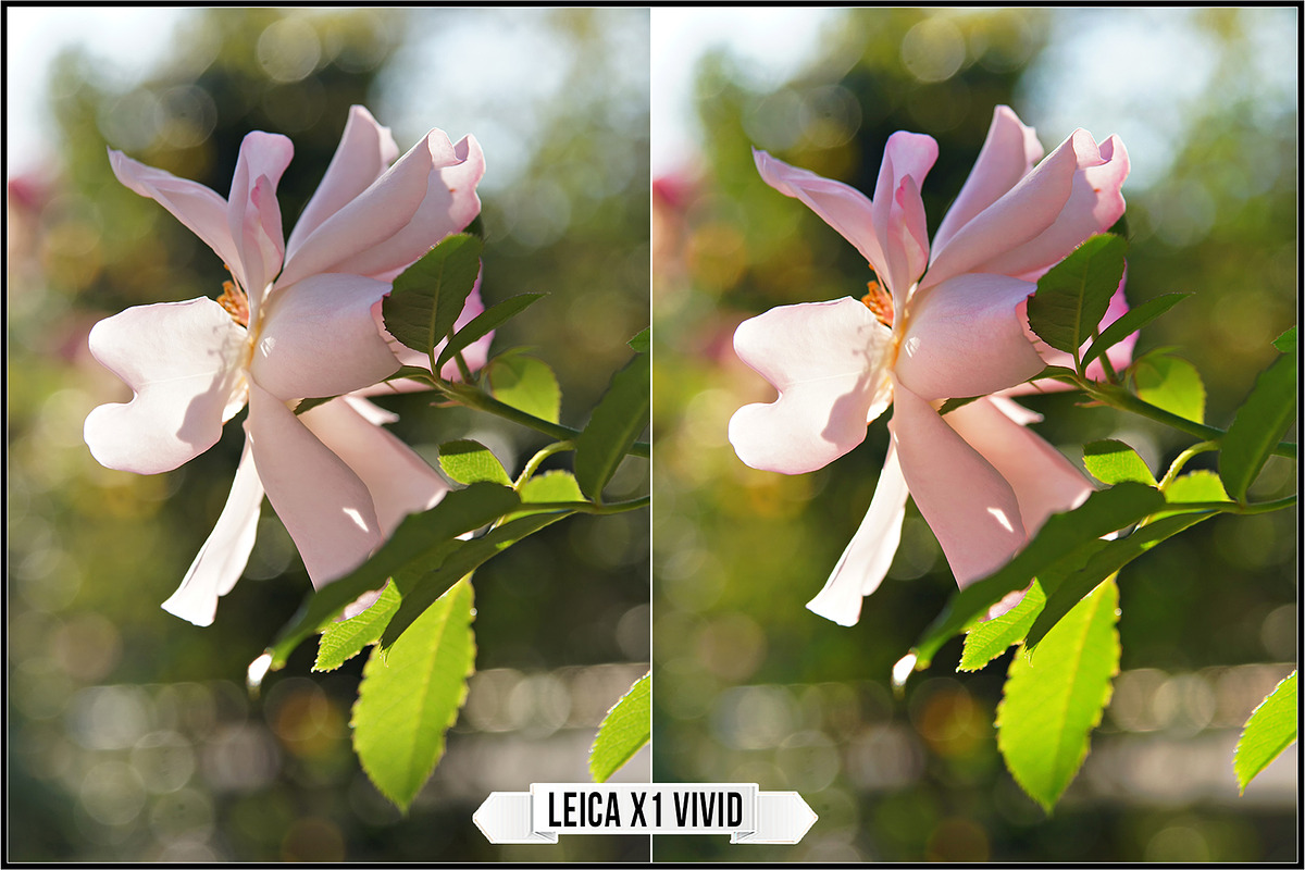 Leica Film Styles, a Plug-in Add-On by Raztrend (Photo 6 of 30)