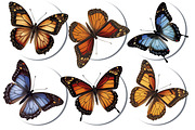 Clipart colorful butterfly, an Animal Illustration by ArtOfSoul (Thumbnail 2 of 6)