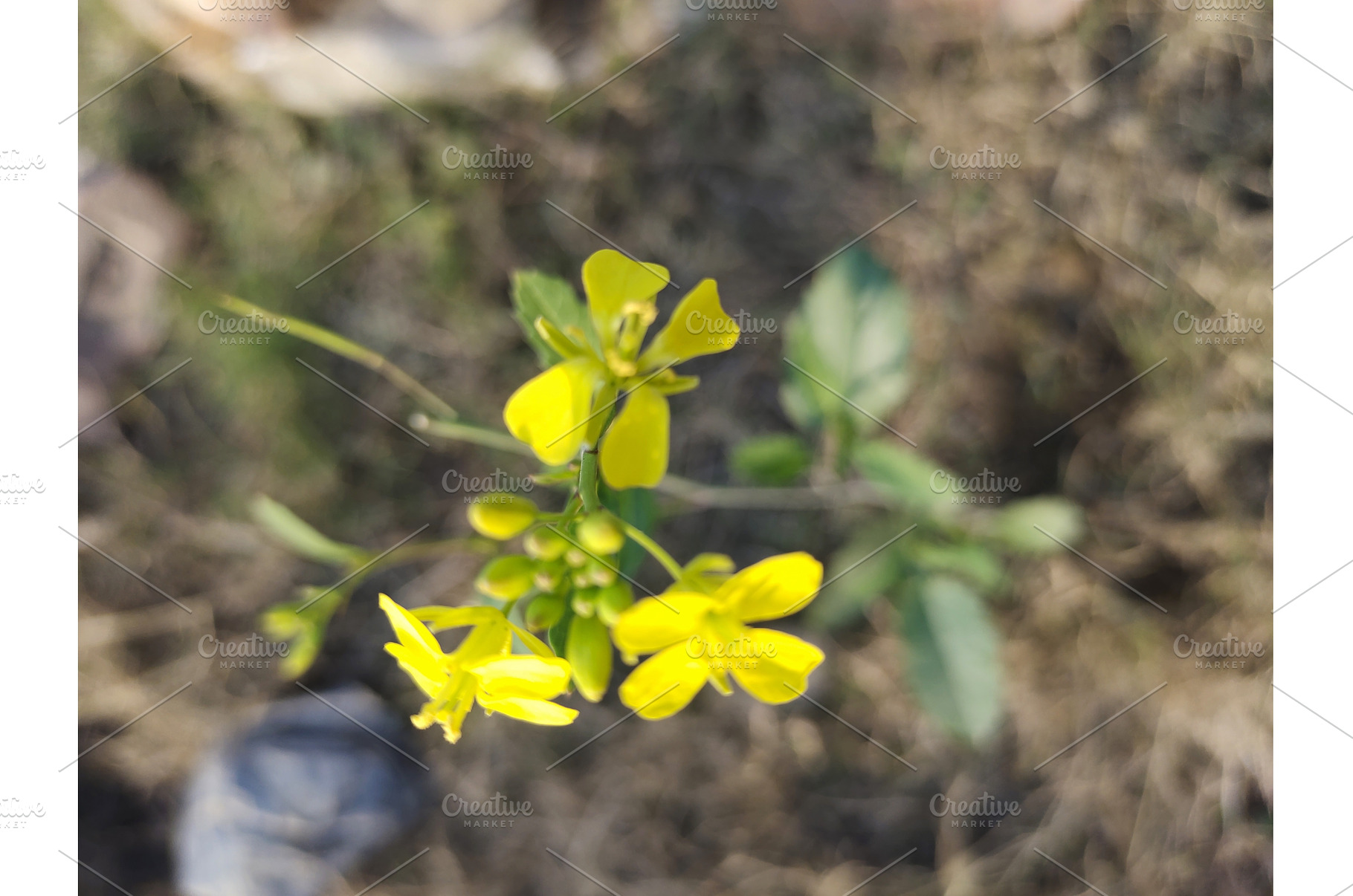 Three bright yellow mustard flowers, a Nature Photo by LogosDen