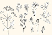 Wildflowers and herbs line sketch, a Decorative Illustration by irina.vaneeva (Thumbnail 2 of 10)