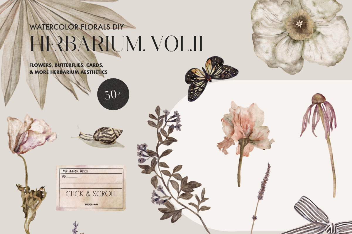 Herbarium II - Dried Pressed Flowers, an Illustration by AnaPierceArt (Photo 3 of 6)
