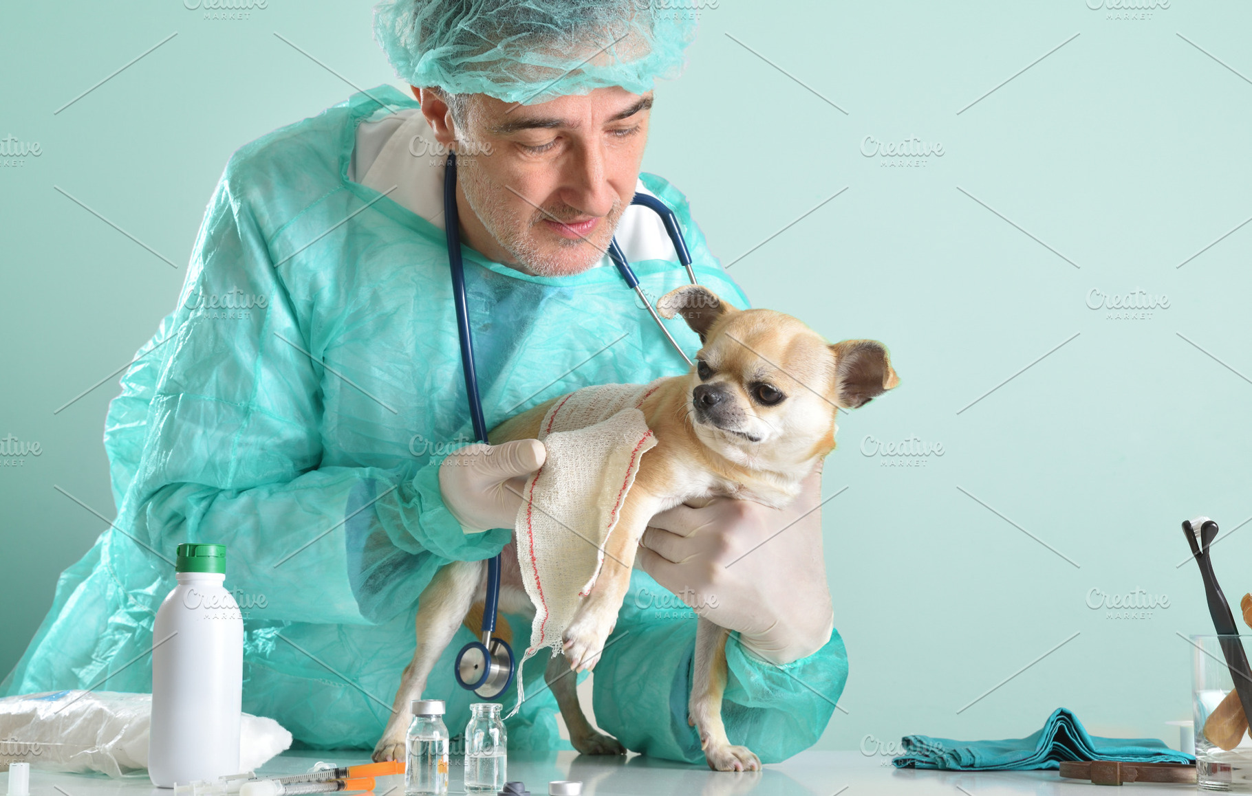 Veterinarian bandaging Chihuahua leg in clinic, an Animal Photo by Davizro's Market