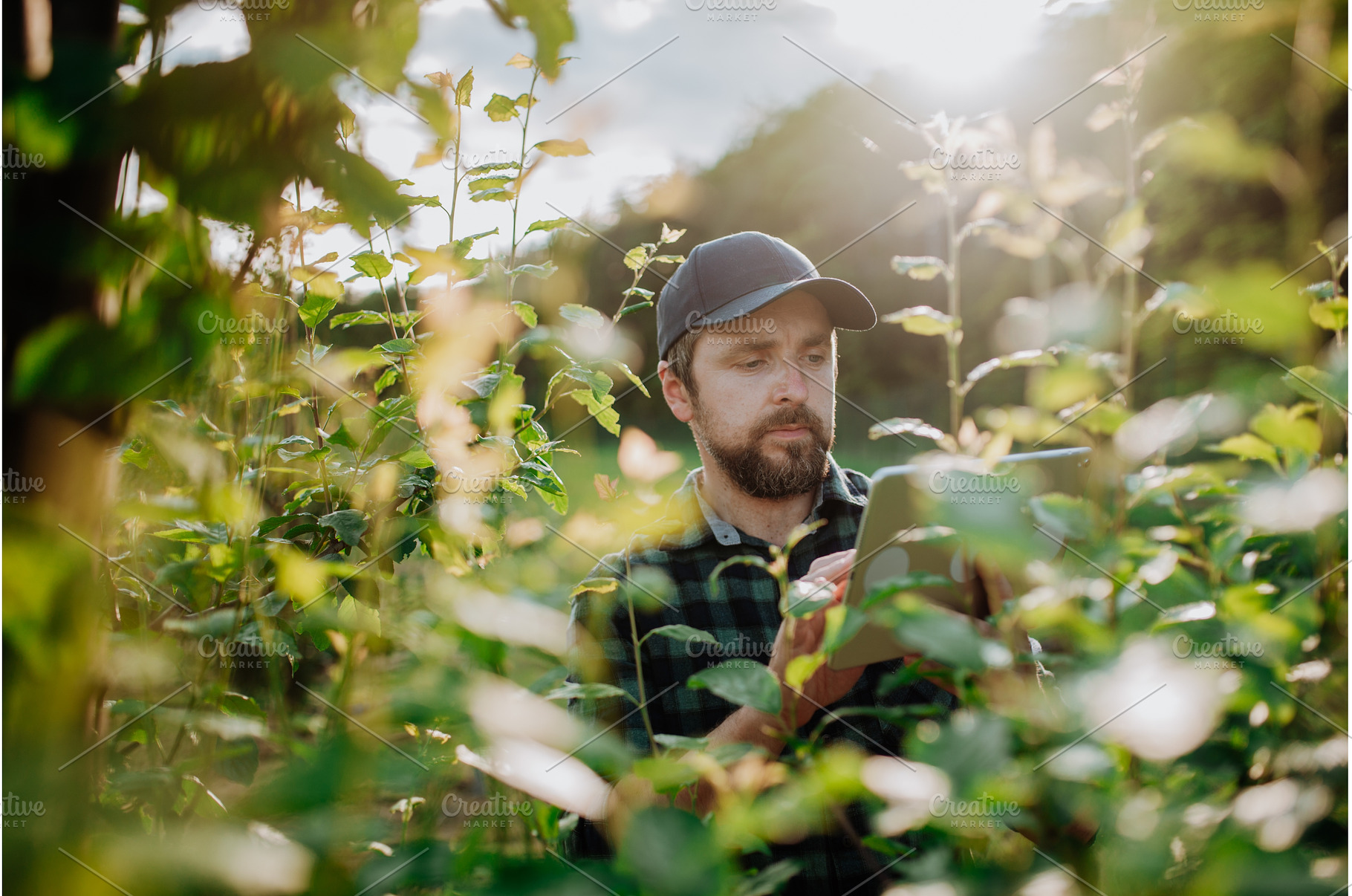Monitoring orchard health with smart, a Nature Photo by HalfPoint