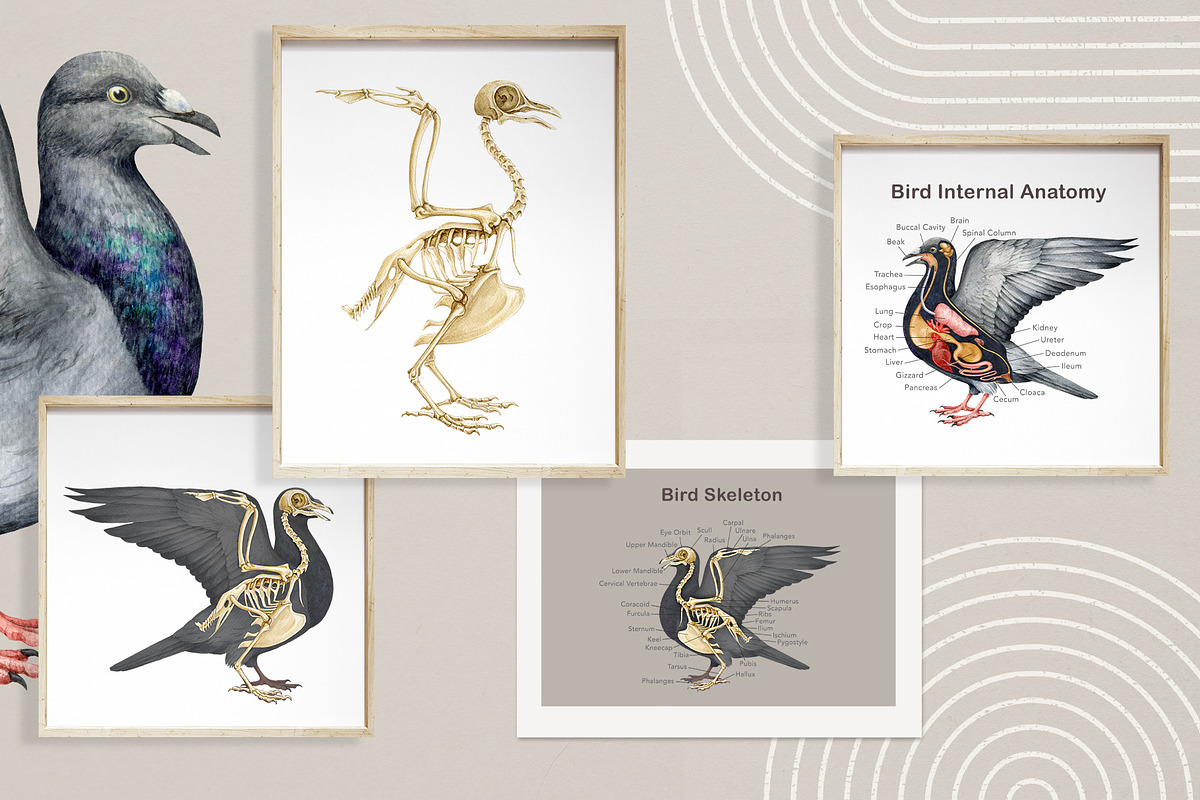 Animal Anatomy Study Pack, an Education Illustration by AnitaPol (Photo 7 of 20)