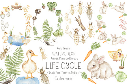 Watercolor Life Cycle Collection, an Education Illustration by MayaNavits