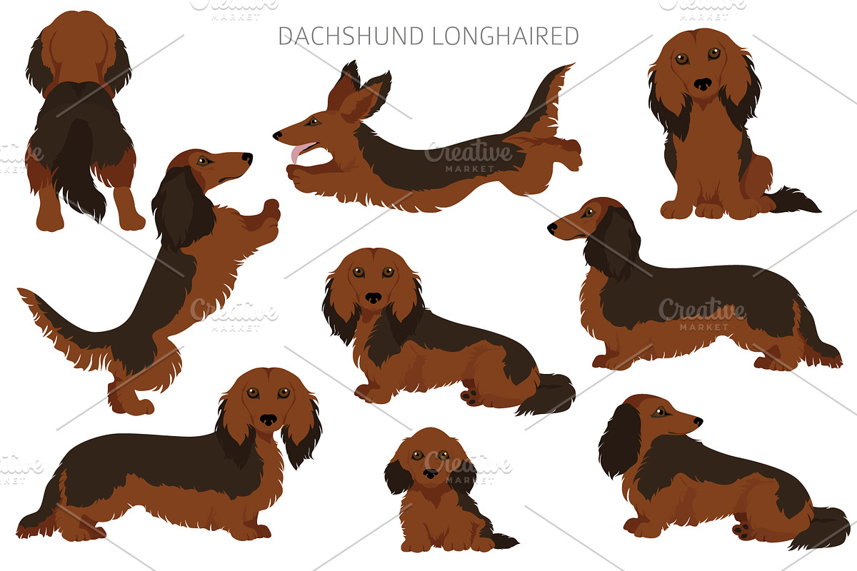Dachshund longhaired clipart, an Animal Illustration by pet design shop (Photo 8 of 10)