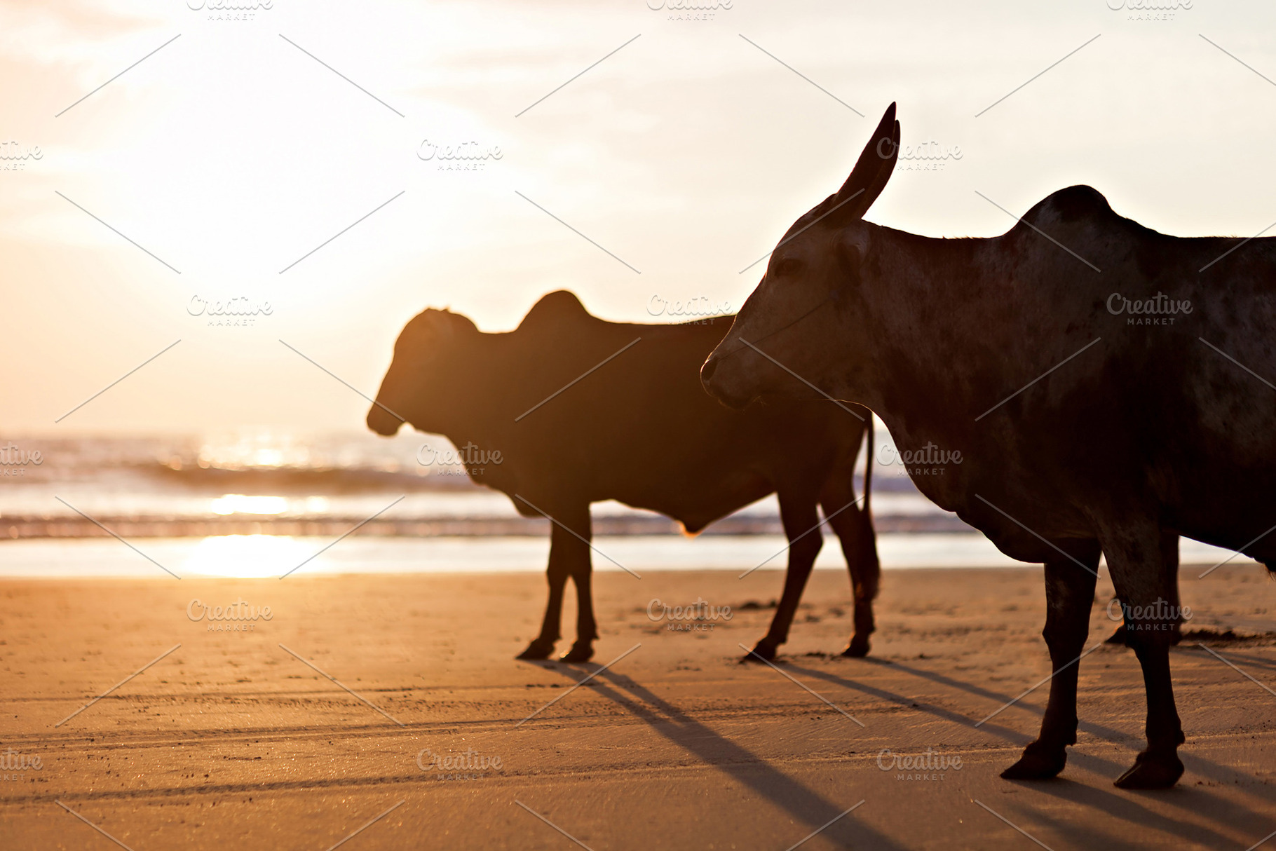 Big bulls, a Photo by saiko3p