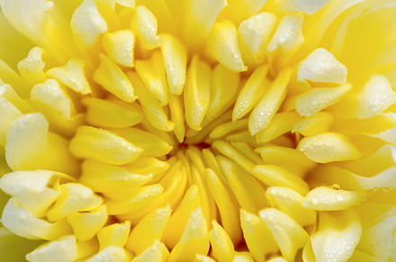 Close up Chrysanthemum flowers, a Nature Photo by yongkiet jitwattanatam