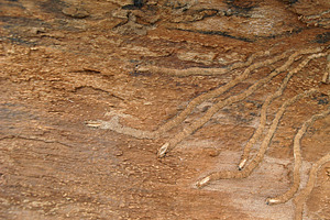 Track of the bark beetle, a Photo by saiko3p