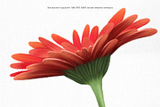 Warm flowers, an Illustration by Skliarova (Thumbnail 12 of 12)