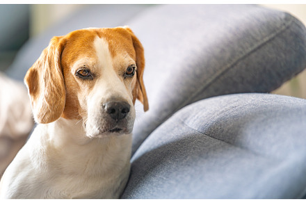A Beagle dog is laying on a cozy
