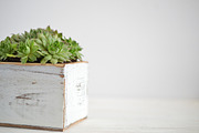 Succulent Planter Stock Photos, an Abstract Photo by Greenleaf Images (Thumbnail 2 of 6)