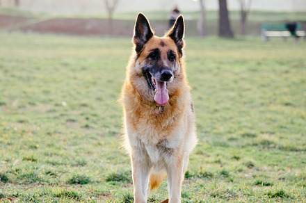 Big Black Dog preview 4