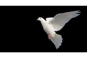 white dove isolated on black, an Animal Photo by Pakosta