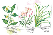 Botanical watercolor illustrations, an Illustration by Marina.Markizova (Thumbnail 2 of 5)