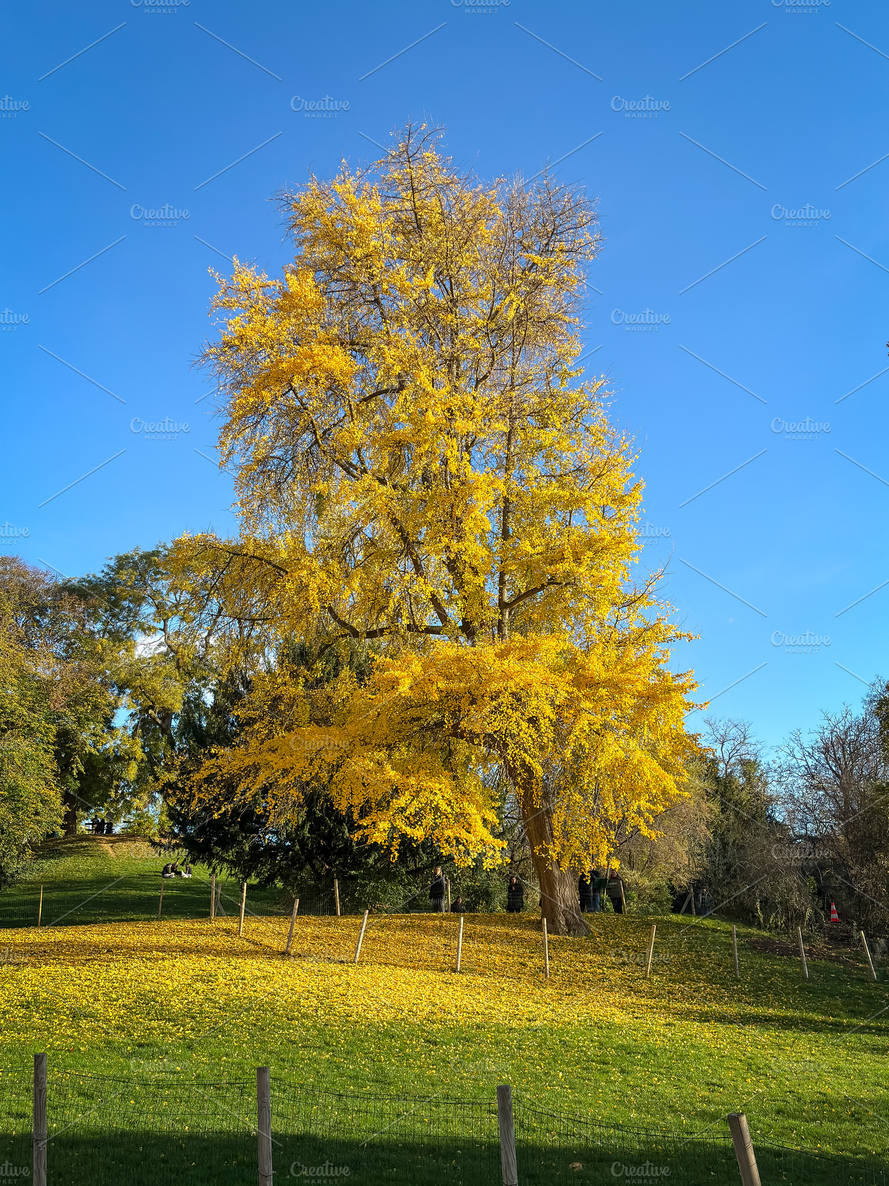 Tall Ginkgo biloba covered with golden leaves in Paris, France, a Nature Photo by GoodGoods