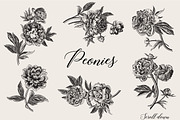 Peonies. Vintage illustrations, an Illustration by olga.korneeva (Thumbnail 9 of 9)