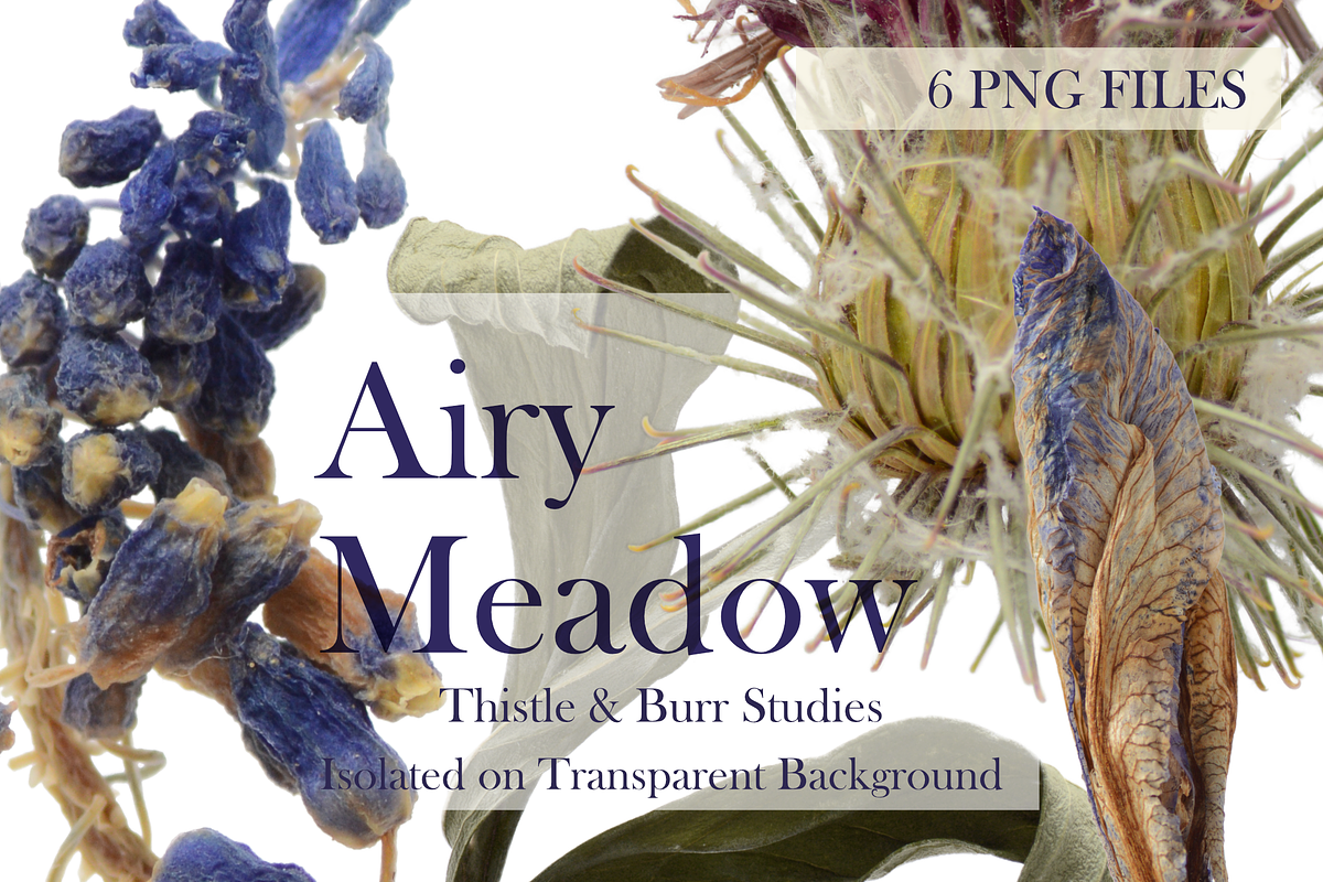 Airy Meadow – Thistle & Burr Studies, an Object Graphic by Aga Silva (Photo 4 of 5)