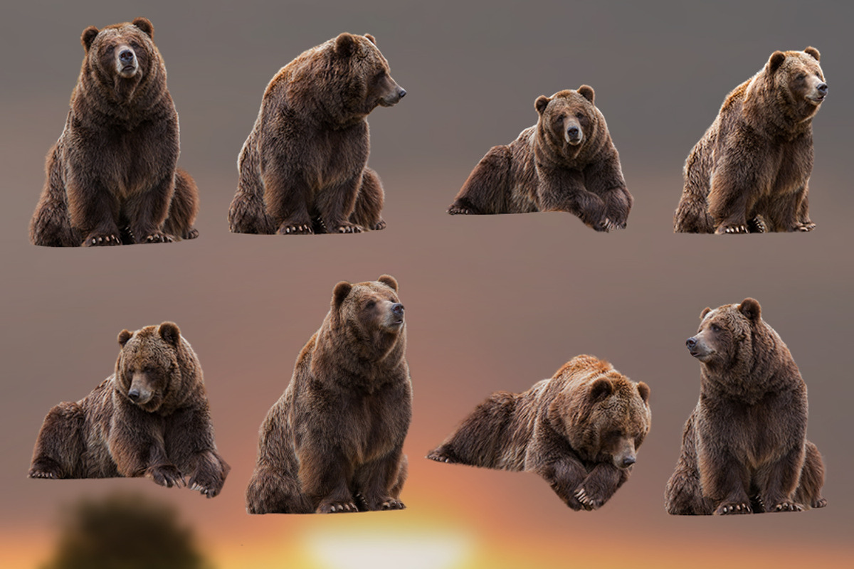 11 - Transparent PNG Bears, an Object Graphic by DareToDream (Photo 2 of 2)