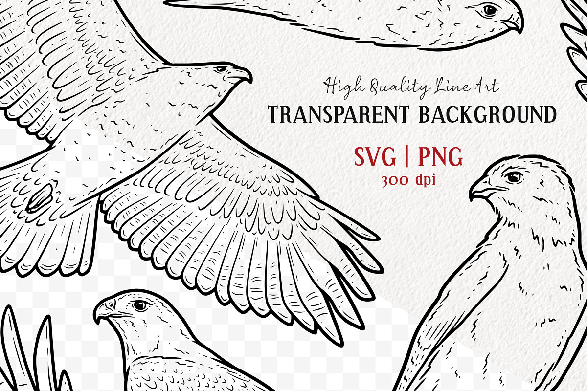 Hawk Falcon Bird Vector Line Art Set, an Animal Illustration by MadliArt (Photo 2 of 4)