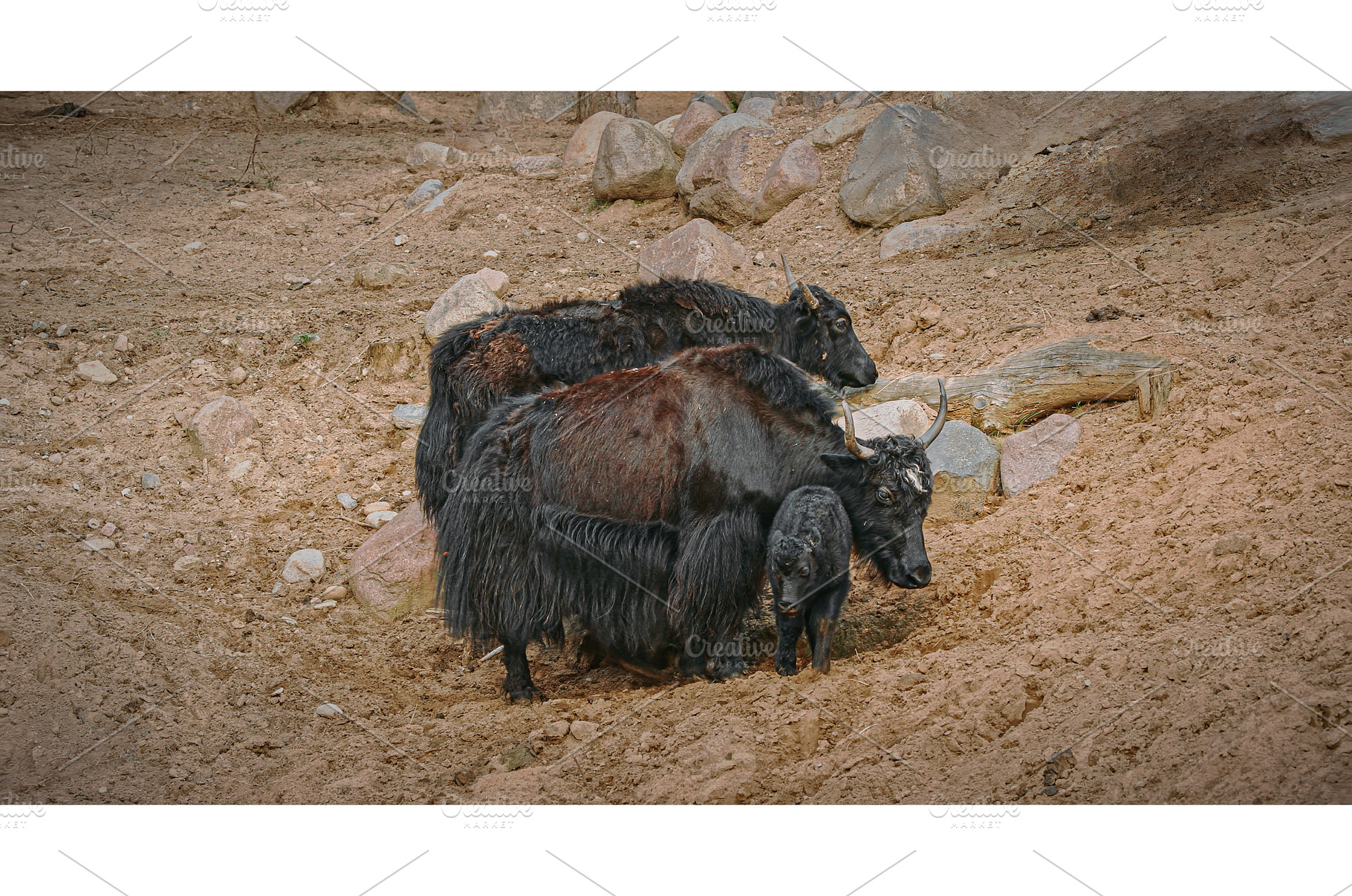 A calm scene with yaks resting in, an Animal Photo by Our Amazing World