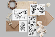 Vintage Engraved Botanical Elements, an Illustration by Jennadesigns (Thumbnail 2 of 12)