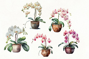 Watercolor Orchid Flowers