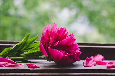 Beautiful peonies on wooden surface