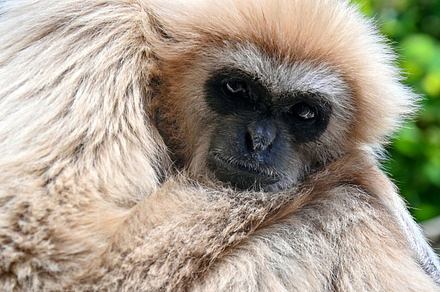 A close view of a gibbon