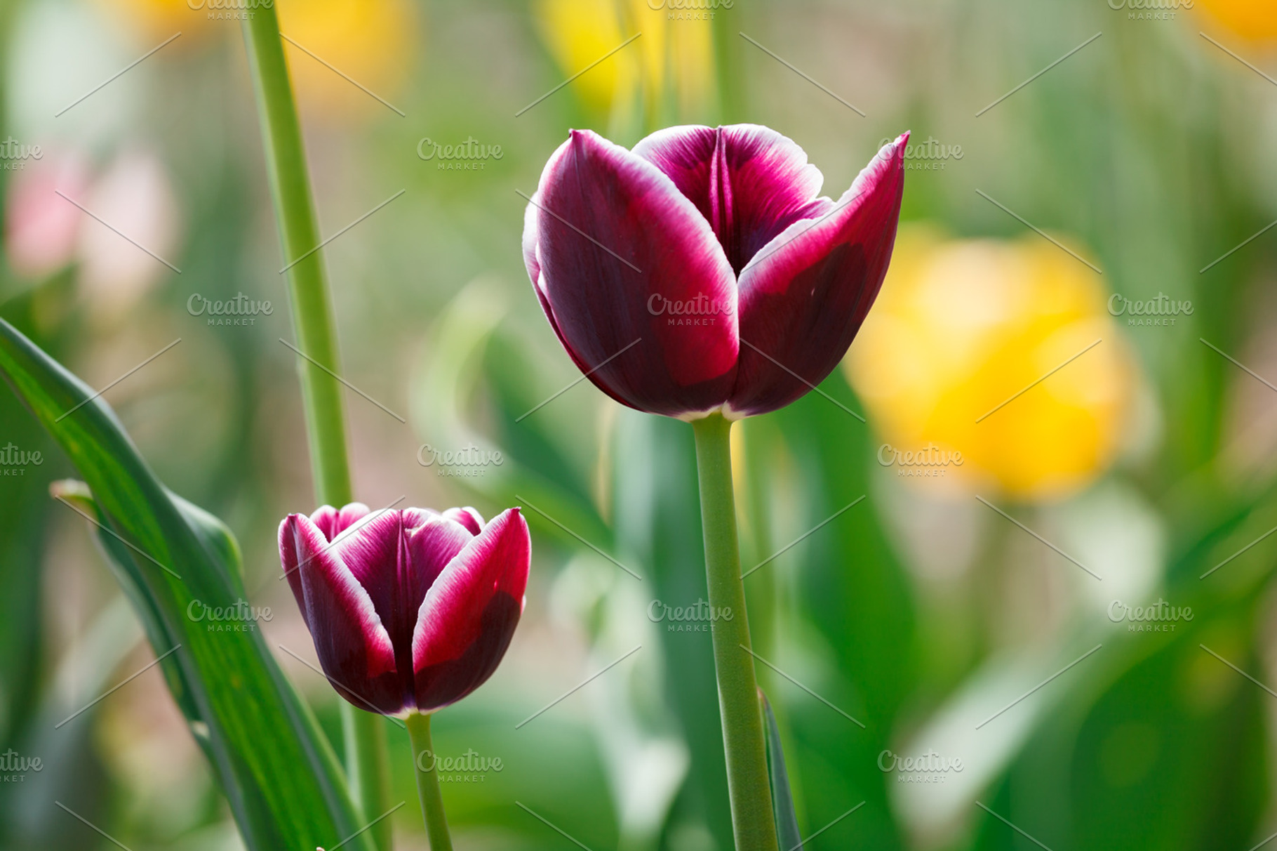 Purple tulips on meadow, a Nature Photo by Vector Tradition