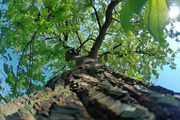 98 Trees view from below, a Nature Photo by Handmadefont (Thumbnail 37 of 98)