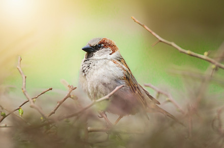 closeup of a House sparrow standing, an Animal Photo by AlexBush