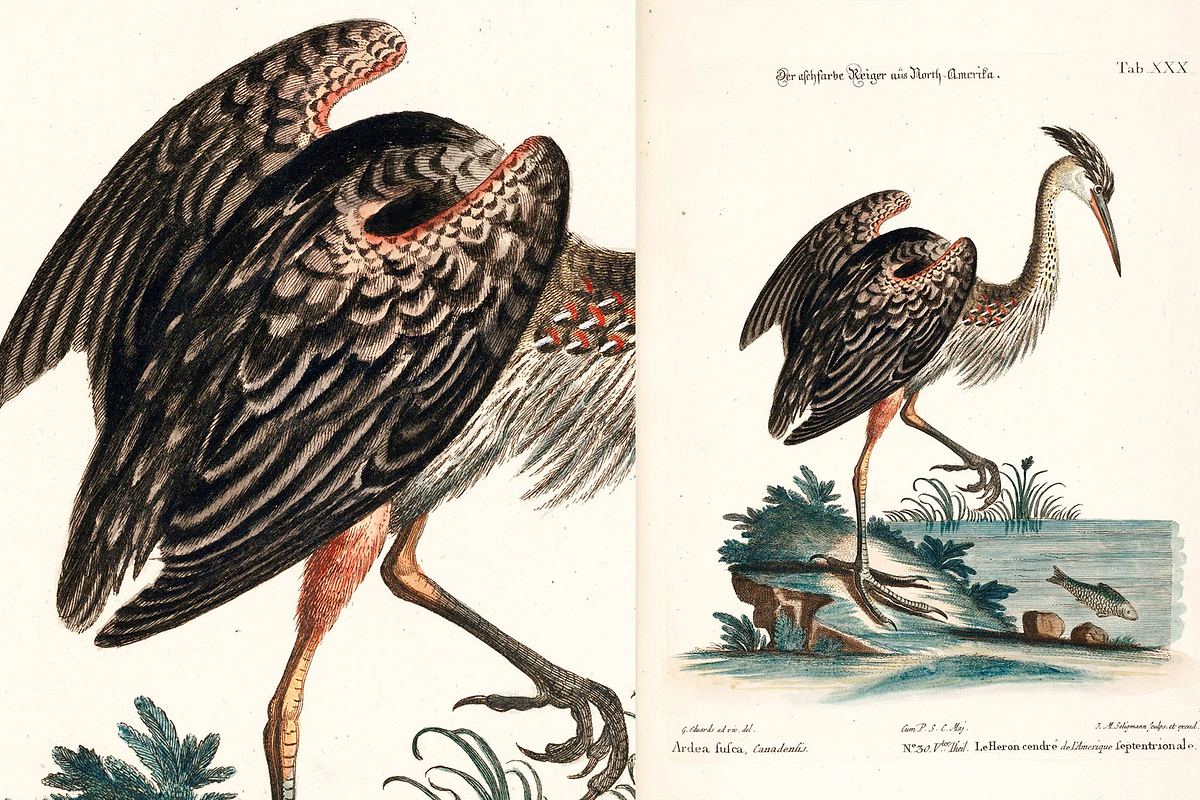 100+ Johann Michael Seligmann, an Animal Illustration by Digital Museum (Photo 7 of 10)