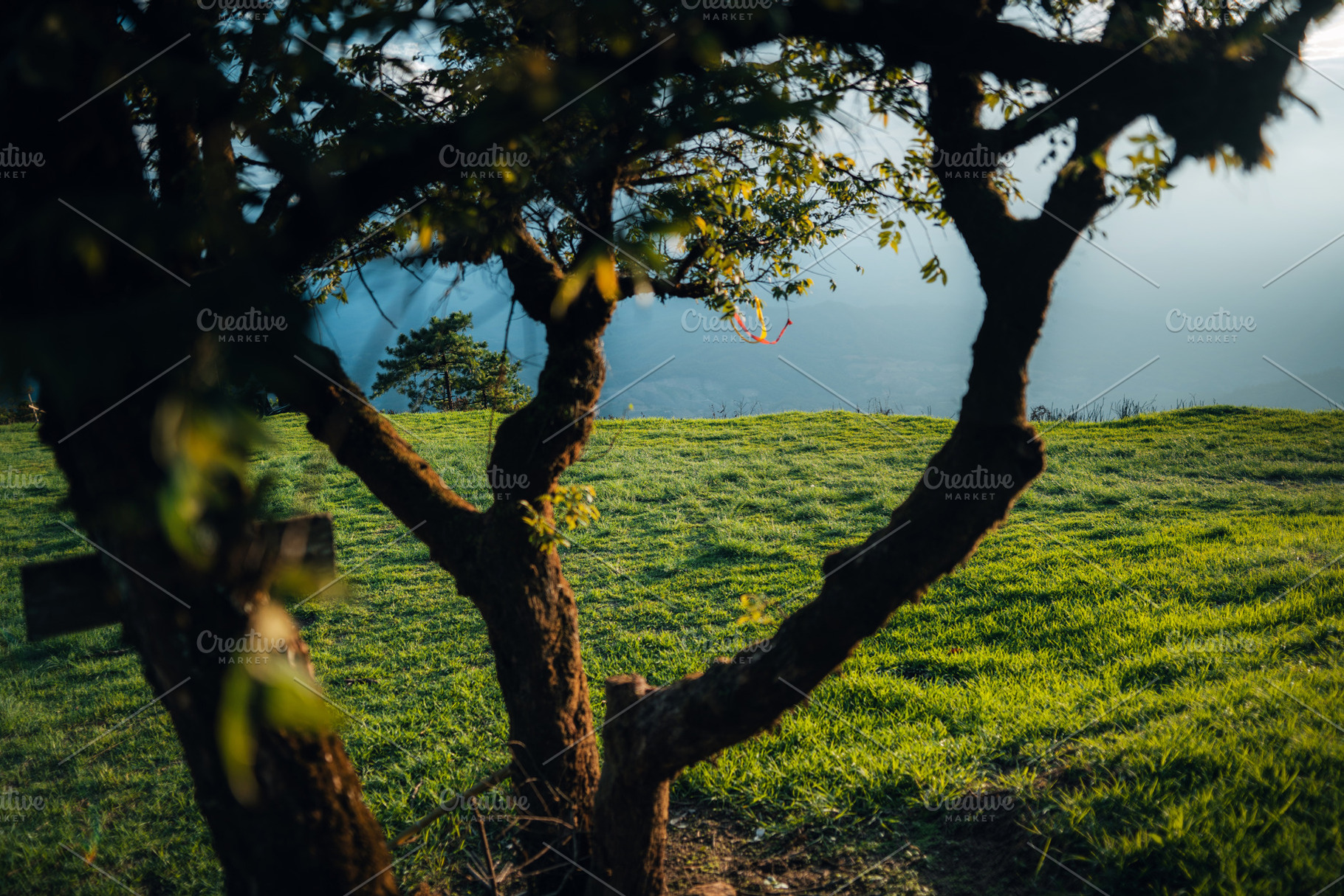 Green fields on the mountains in summer, a Nature Photo by Art Rachen