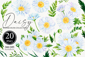 Watercolor Daisy flower clipart 20