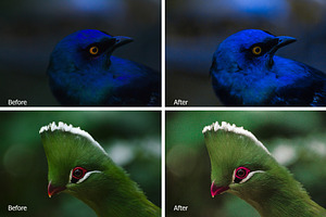 Birds Lr Presets