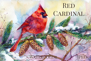 The northern cardinal redbird
