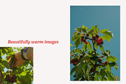 Cherry Photo Collection - NO AI, a Nature Photo by Merinda Designs (Thumbnail 3 of 3)