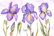 Watercolor Iris flower clipart, an Illustration by OlDm_Shop (Thumbnail 2 of 5)